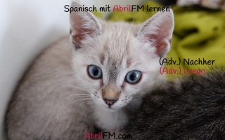 162. Die Katze- Spanisch mit AbrilFM lernen