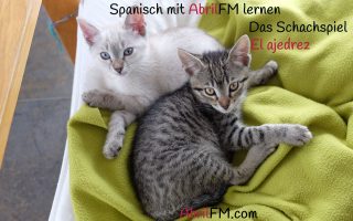 164. Die Katze- Spanisch mit AbrilFM lernen