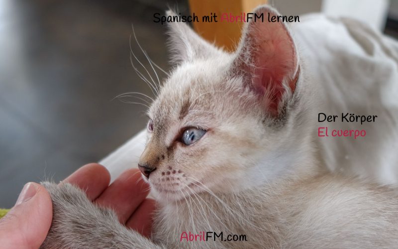 167. Die Katze- Spanisch mit AbrilFM lernen