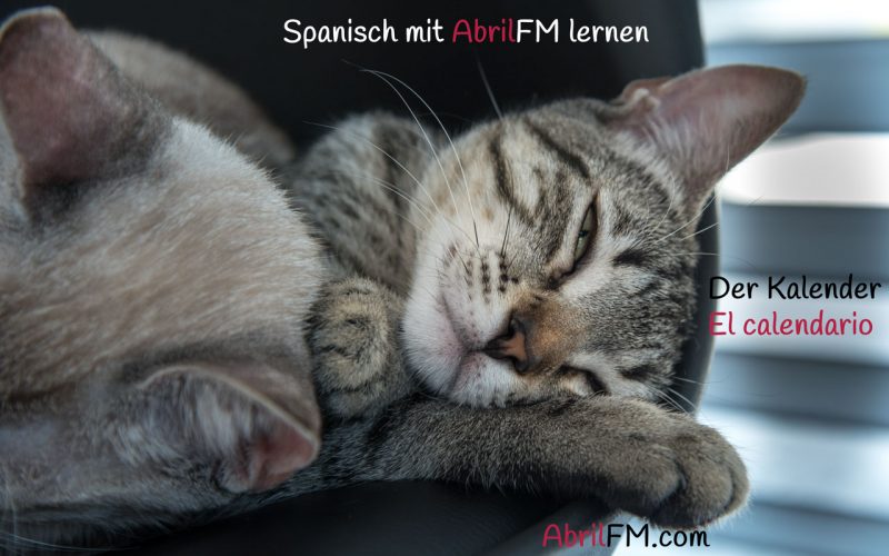 168. Die Katze- Spanisch mit AbrilFM lernen