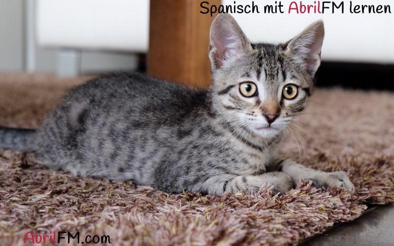17. Die Katze- Spanisch mit AbrilFM lernen