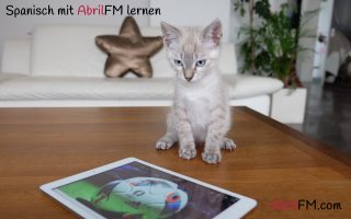 18. Die Katze- Spanisch mit AbrilFM lernen