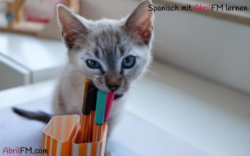 20. Die Katze- Spanisch mit AbrilFM lernen