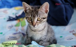 21. Die Katze- Spanisch mit AbrilFM lernen