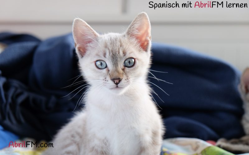 22. Die Katze- Spanisch mit AbrilFM lernen