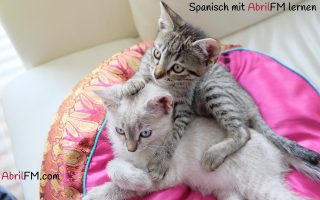 26. Die Katze- Spanisch mit AbrilFM lernen