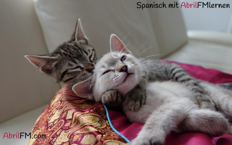 27. Die Katze- Spanisch mit AbrilFM lernen