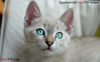 28. Katze. Spanisch mit AbrilFM lernen