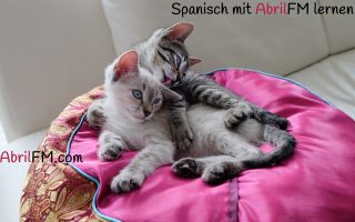 29. Die Katze- Spanisch mit AbrilFM lernen