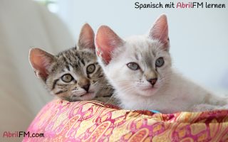 30. Die Katze- Spanisch mit AbrilFM lernen