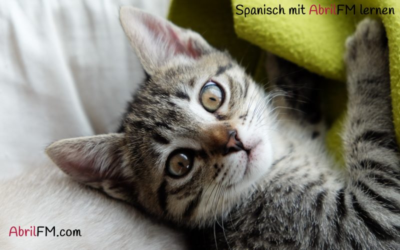 32. Die Katze- Spanisch mit AbrilFM lernen