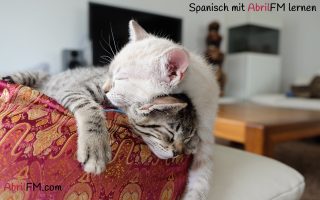33. Die Katze- Spanisch mit AbrilFM lernen