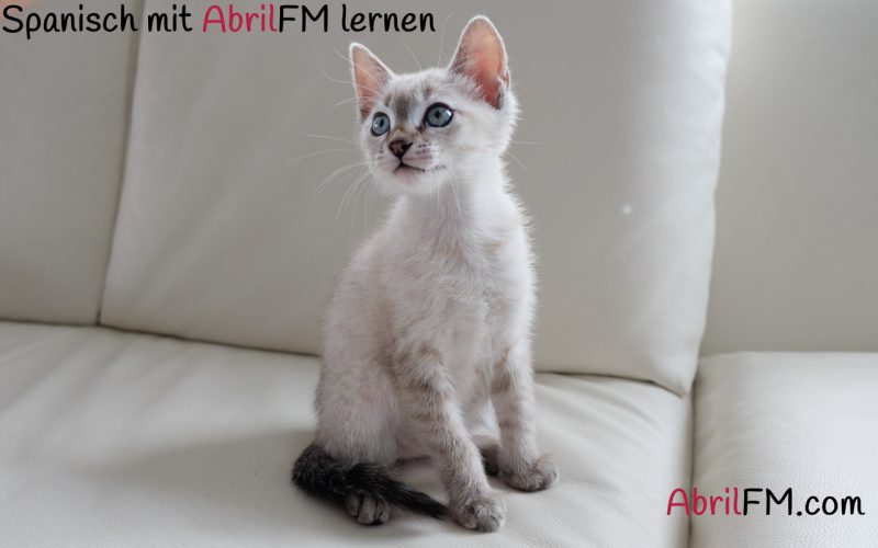 34. Die Katze- Spanisch mit AbrilFM lernen