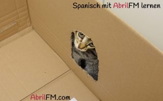 35. Die Katze- Spanisch mit AbrilFM lernen