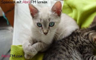 37. Die Katze- Spanisch mit AbrilFM lernen