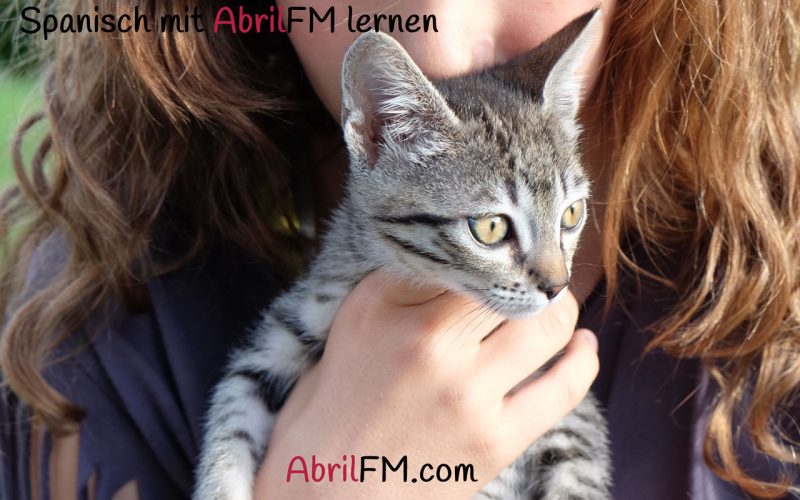 38. Die Katze- Spanisch mit AbrilFM lernen