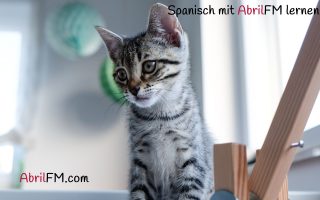 4. Die Katze- Spanisch mit AbrilFM lernen
