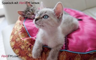 41. Die Katze- Spanisch mit AbrilFM lernen