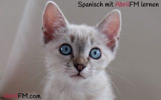 42. Die Katze- Spanisch mit AbrilFM lernen