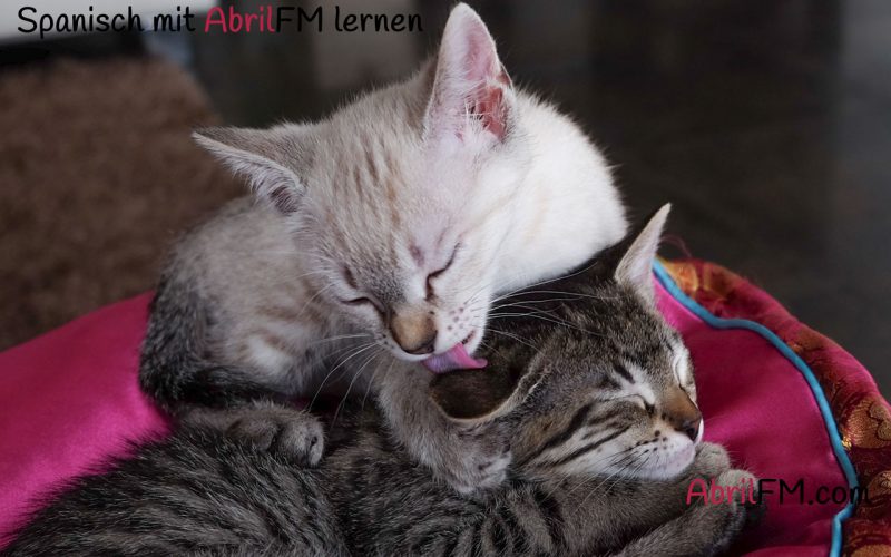43. Die Katze- Spanisch mit AbrilFM lernen
