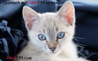 45. Die Katze- Spanisch mit AbrilFM lernen