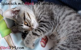 46. Die Katze- Spanisch mit AbrilFM lernen