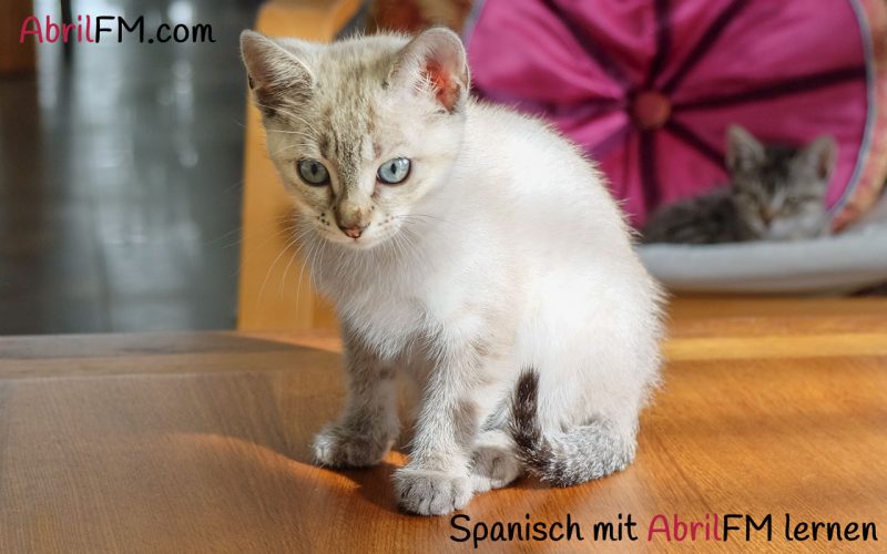 48. Die Katze- Spanisch mit AbrilFM lernen