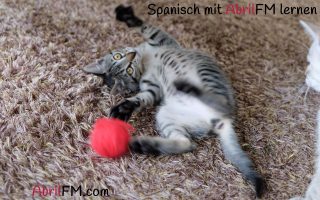 51. Die Katze- Spanisch mit AbrilFM lernen