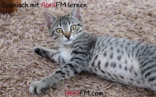 52. Die Katze- Spanisch mit AbrilFM lernen