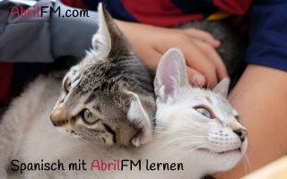 53. Die Katze- Spanisch mit AbrilFM lernen