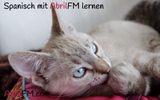 54. Die Katze- Spanisch mit AbrilFM lernen