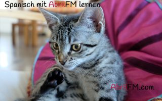 55. Die Katze- Spanisch mit AbrilFM lernen