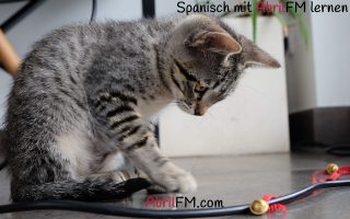 57. Die Katze- Spanisch mit AbrilFM lernen