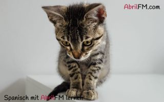 59. Die Katze- Spanisch mit AbrilFM lernen