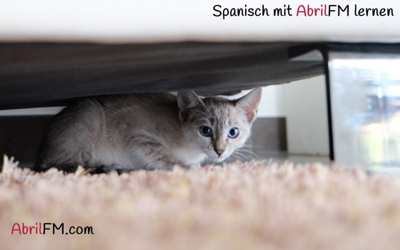 6. Die Katze- Spanisch mit AbrilFM lernen