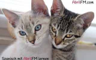 60. Die Katze- Spanisch mit AbrilFM lernen
