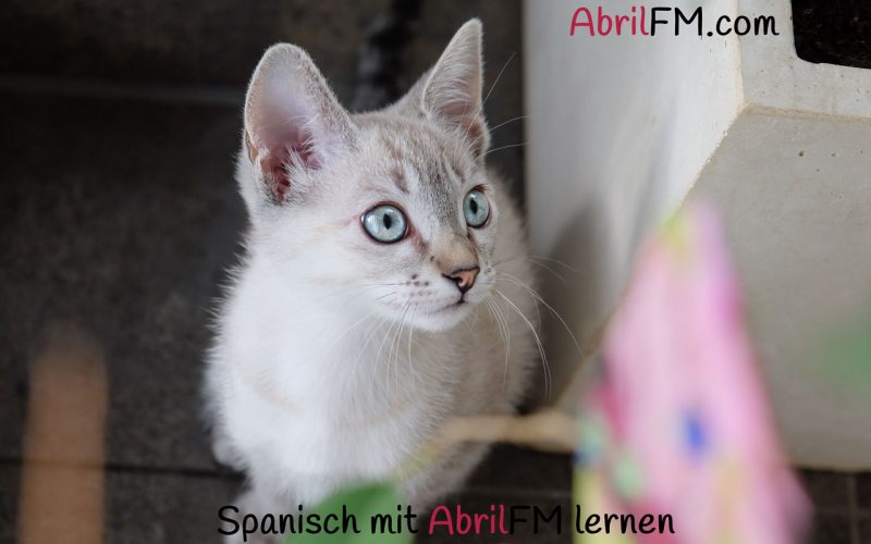 62. Die Katze- Spanisch mit AbrilFM lernen