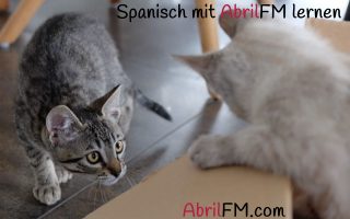 63. Die Katze- Spanisch mit AbrilFM lernen