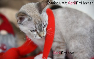 69. Die Katze- Spanisch mit AbrilFM lernen