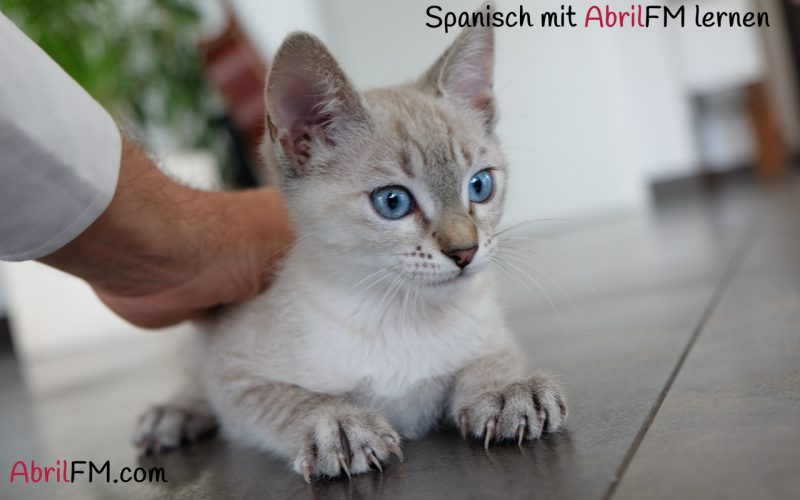 7. Die Katze- Spanisch mit AbrilFM lernen