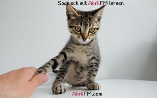 70. Die Katze- Spanisch mit AbrilFM lernen