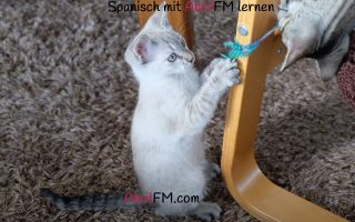 71. Die Katze- Spanisch mit AbrilFM lernen