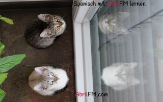 72. Die Katze- Spanisch mit AbrilFM lernen