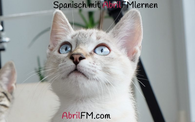 73. Die Katze- Spanisch mit AbrilFM lernen