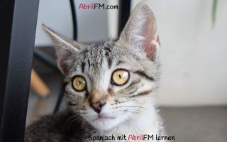 74. Die Katze- Spanisch mit AbrilFM lernen