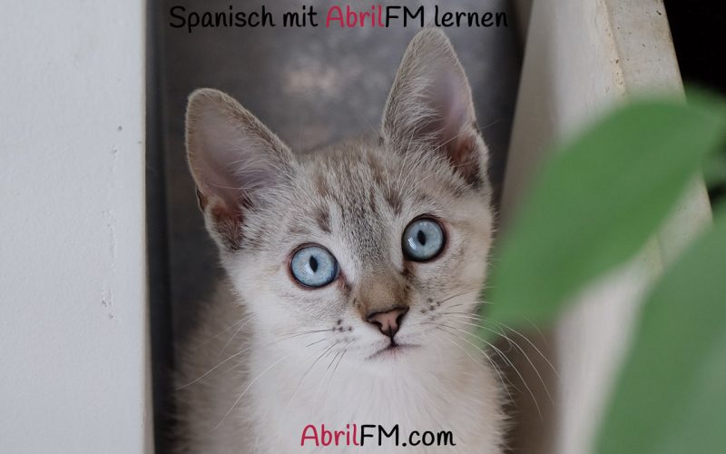 75. Die Katze- Spanisch mit AbrilFM lernen