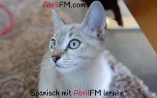 78. Die Katze- Spanisch mit AbrilFM lernen