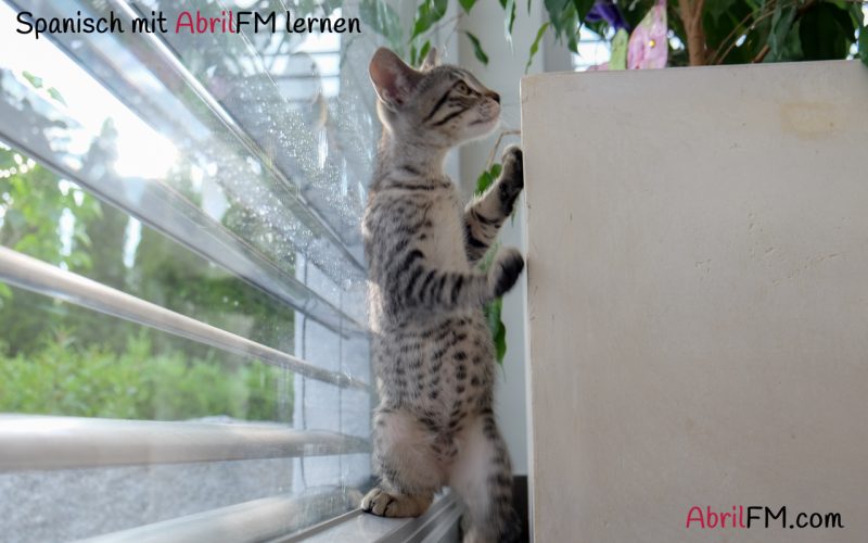 8. Die Katze- Spanisch mit AbrilFM lernen