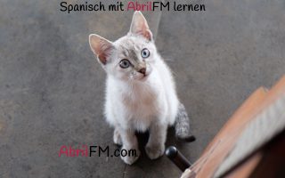 80. Die Katze- Spanisch mit AbrilFM lernen