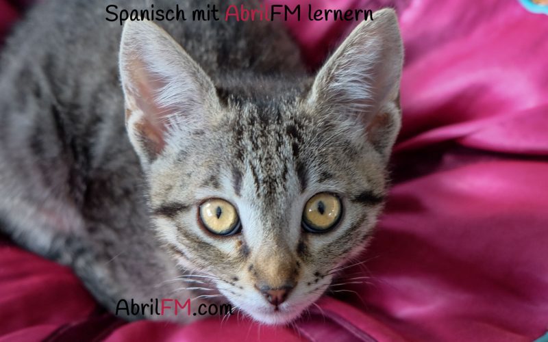 81. Die Katze- Spanisch mit AbrilFM lernen